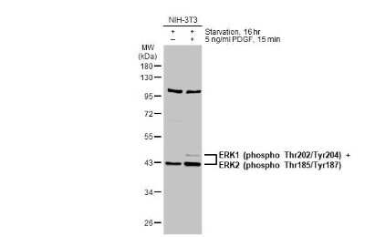 Western Blot: ERK1/ERK2 [p Thr185, p Tyr187] Antibody [NBP3-13137]